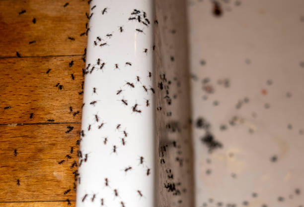 Insect Control in Fairfield Plantation, GA